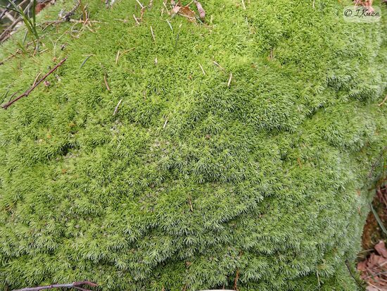 Leucobryum glaucum